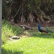 Picture 019